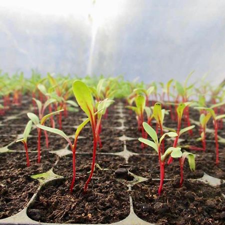 Quinta Dos Sabores Farm Houses Рибейра Гранде Екстериор снимка